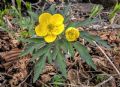 Anemonoides ranunculoides